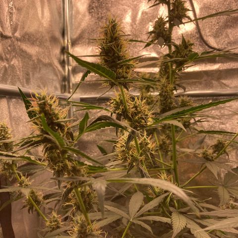 Green Gelato Automatic  growlog timeline photo