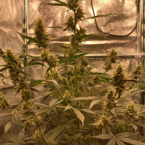 Green Gelato Automatic  growlog timeline photo