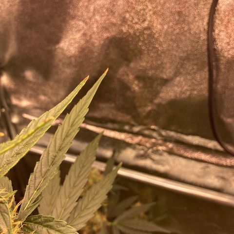 Green Gelato Automatic  growlog timeline photo