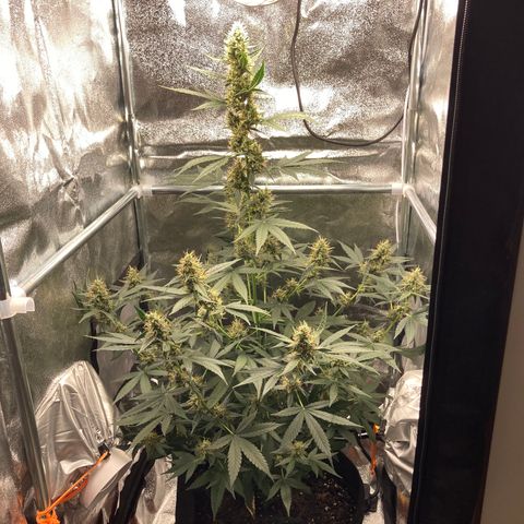 Green Gelato Automatic  growlog timeline photo