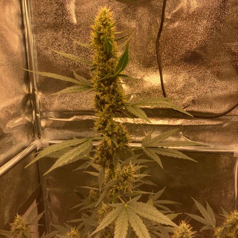 Green Gelato Automatic  growlog timeline photo