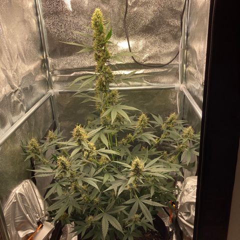 Green Gelato Automatic  growlog timeline photo