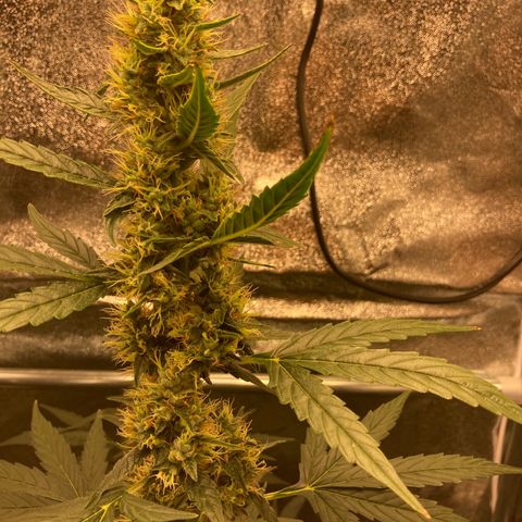 Green Gelato Automatic  growlog timeline photo
