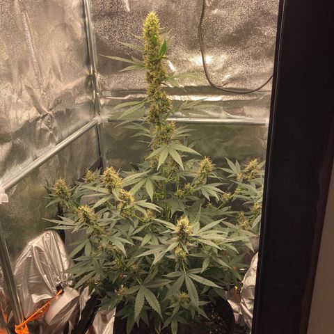 Green Gelato Automatic  growlog timeline photo