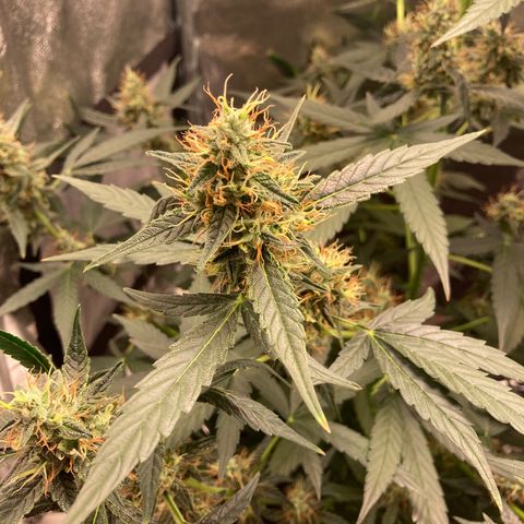 Green Gelato Automatic  growlog timeline photo