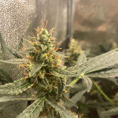 Green Gelato Automatic  growlog timeline photo