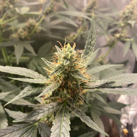 Green Gelato Automatic  growlog timeline photo