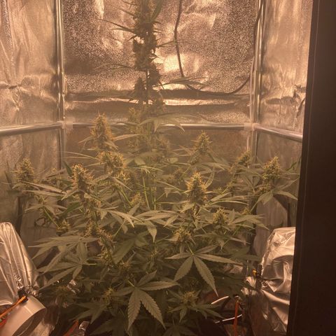 Green Gelato Automatic  growlog timeline photo