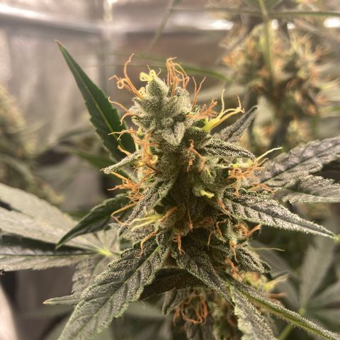 Green Gelato Automatic  growlog timeline photo