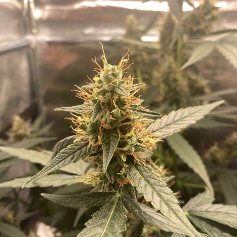 Green Gelato Automatic  growlog timeline photo