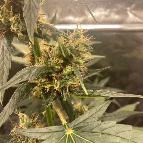 Green Gelato Automatic  growlog timeline photo