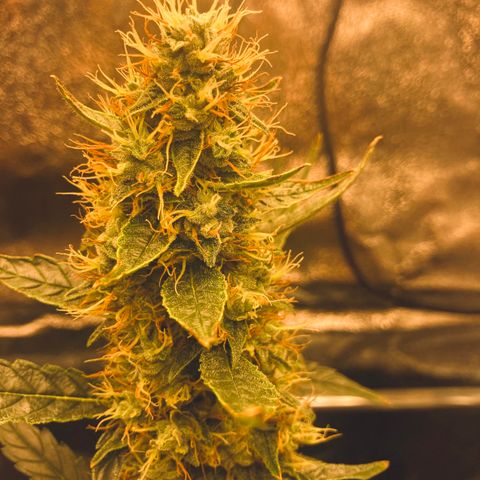 Green Gelato Automatic  growlog timeline photo
