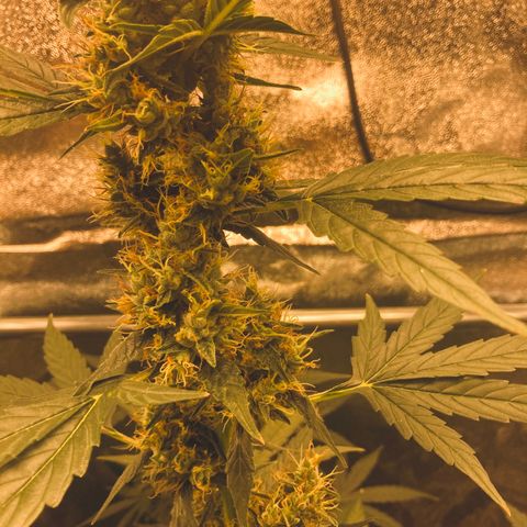 Green Gelato Automatic  growlog timeline photo