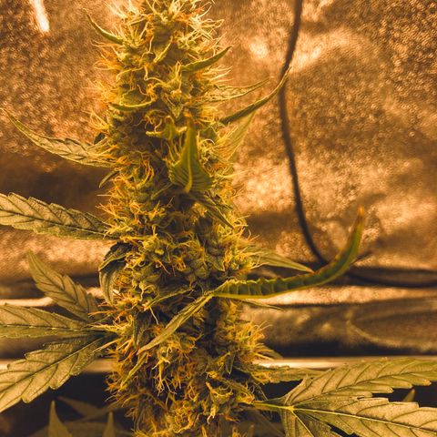 Green Gelato Automatic  growlog timeline photo