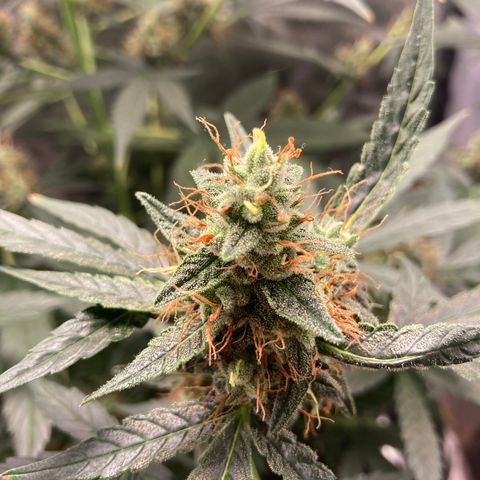 Green Gelato Automatic  growlog timeline photo