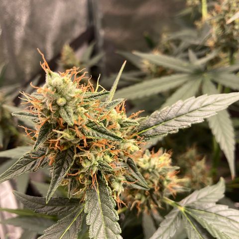 Green Gelato Automatic  growlog timeline photo