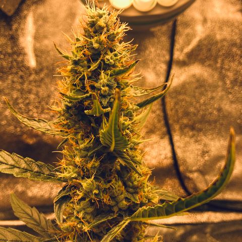 Green Gelato Automatic  growlog timeline photo