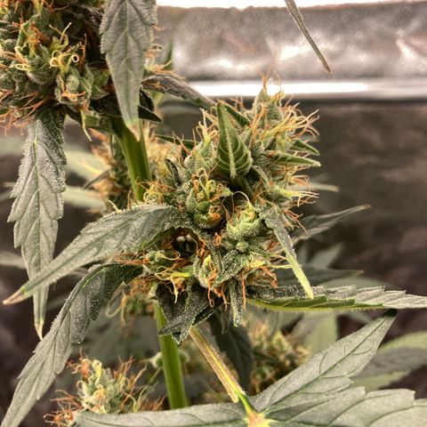 Green Gelato Automatic  growlog timeline photo