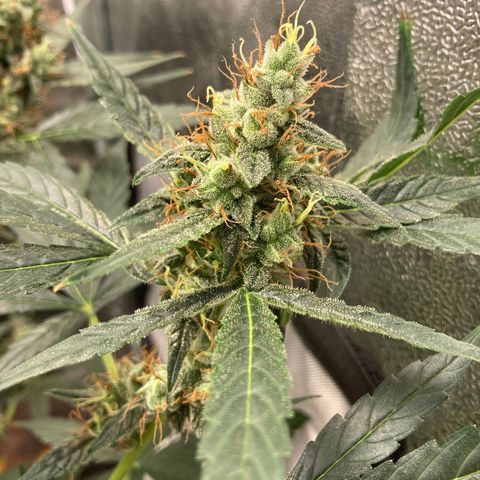Green Gelato Automatic  growlog timeline photo