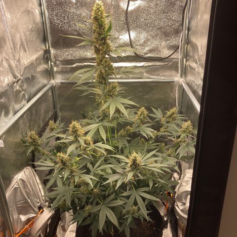 Green Gelato Automatic  growlog timeline photo
