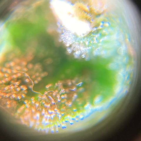Green Gelato Automatic  growlog timeline photo