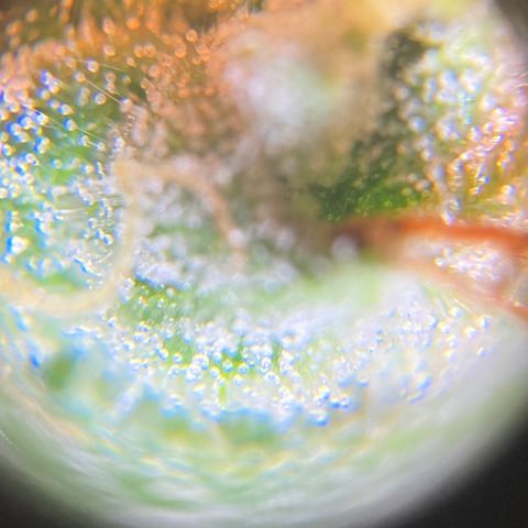 Green Gelato Automatic  growlog timeline photo