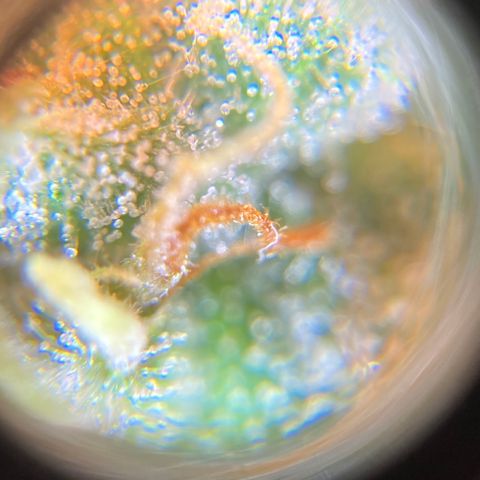 Green Gelato Automatic  growlog timeline photo