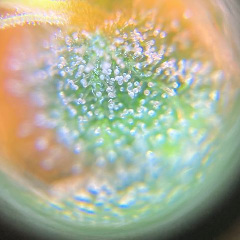 Green Gelato Automatic  growlog timeline photo
