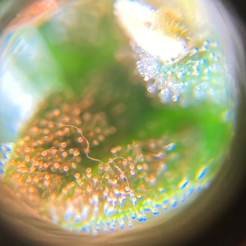 Green Gelato Automatic  growlog timeline photo