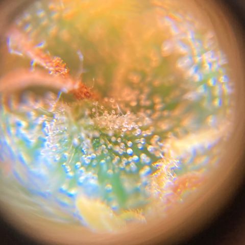 Green Gelato Automatic  growlog timeline photo