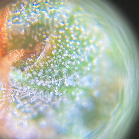 Green Gelato Automatic  growlog timeline photo
