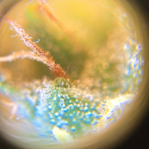 Green Gelato Automatic  growlog timeline photo