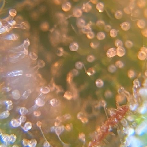 Green Gelato Automatic  growlog timeline photo
