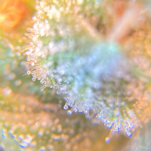 Green Gelato Automatic  growlog timeline photo