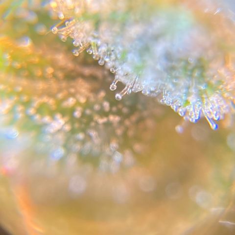 Green Gelato Automatic  growlog timeline photo
