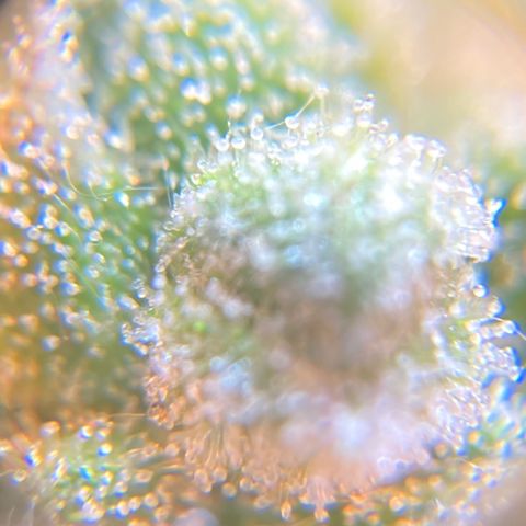 Green Gelato Automatic  growlog timeline photo