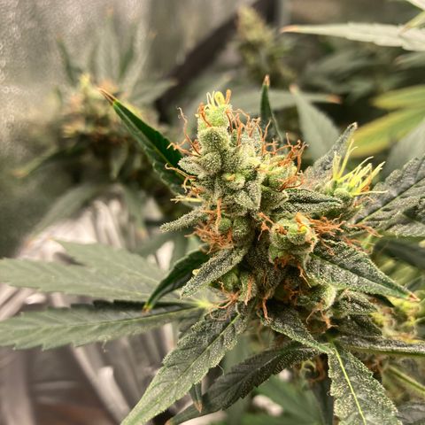 Green Gelato Automatic  growlog timeline photo