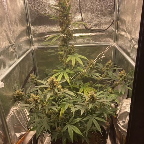 Green Gelato Automatic  growlog timeline photo