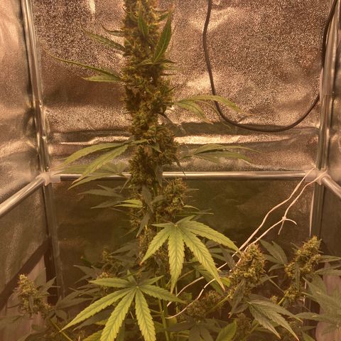 Green Gelato Automatic  growlog timeline photo