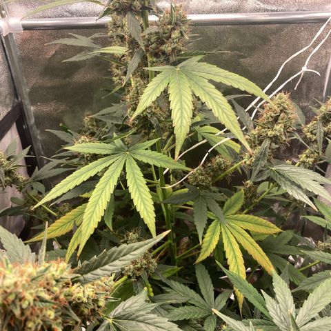 Green Gelato Automatic  growlog timeline photo