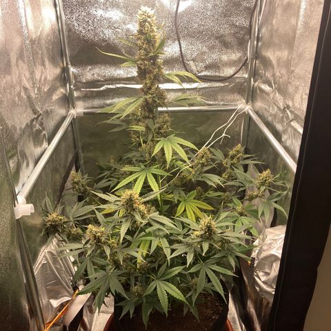 Green Gelato Automatic  growlog timeline photo