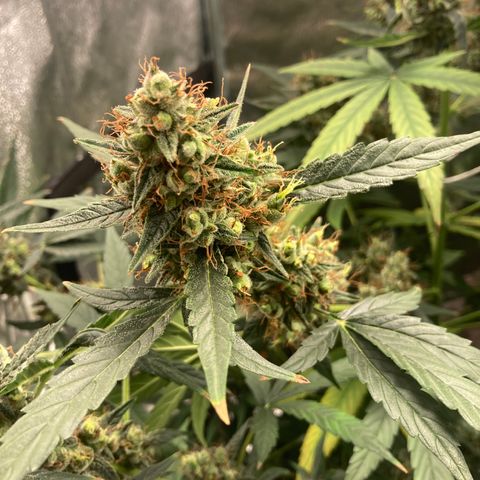 Green Gelato Automatic  growlog timeline photo