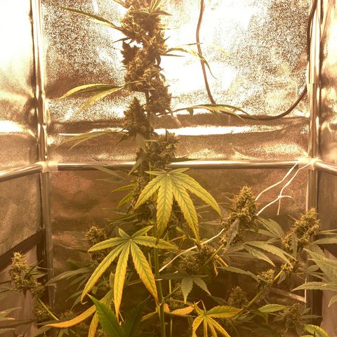 Green Gelato Automatic  growlog timeline photo