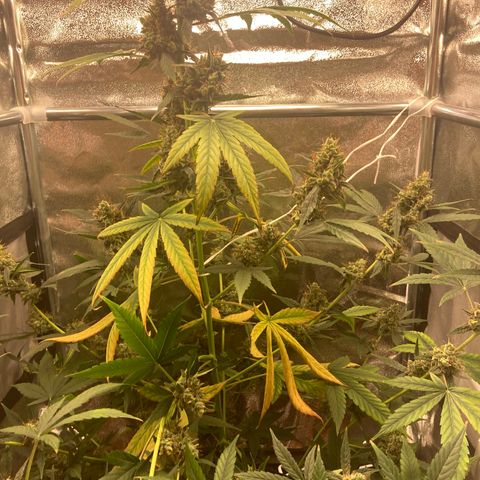Green Gelato Automatic  growlog timeline photo