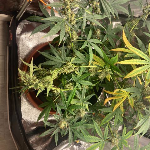 Green Gelato Automatic  growlog timeline photo