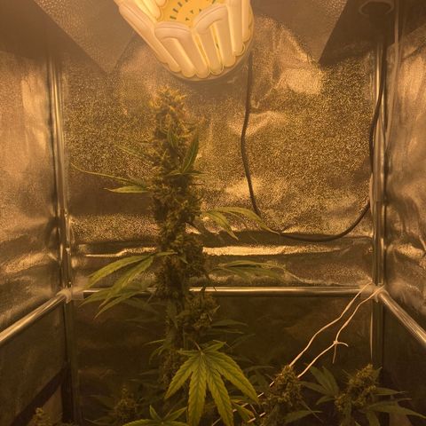 Green Gelato Automatic  growlog timeline photo