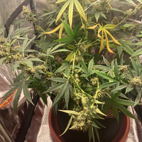 Green Gelato Automatic  growlog timeline photo