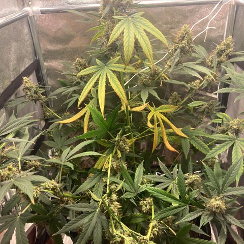 Green Gelato Automatic  growlog timeline photo