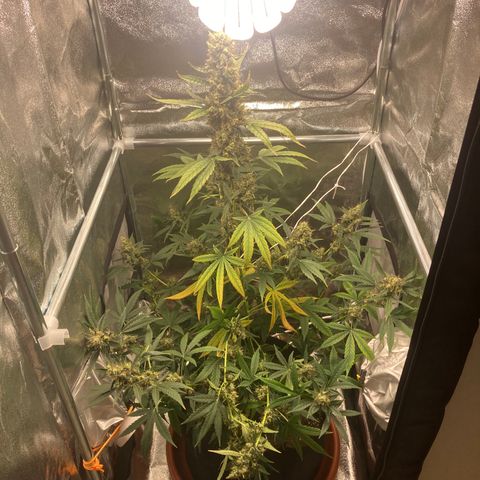Green Gelato Automatic  growlog timeline photo