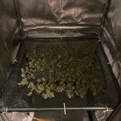 Green Gelato Automatic  growlog timeline photo